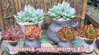 피치캔디를  다른 스타일 화분에  분갈이해서 키워요!  나중에  어떻게 변하는지  꼭 보여드릴께요!