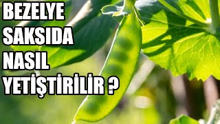 Saksıda Bezelye Nasıl Yetiştirilir ? Yaprak Bezelye | Sultani Bezelye