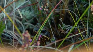 EU supported Living Bog project helping to restore Ireland's raised bogs