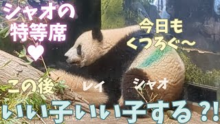 【シャオシャオレイレイ】8月31日シャオブロックのレイちゃんと足でいい子いい子するシャオくん🐼🐼♡