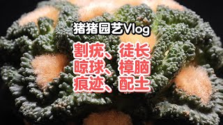 猪猪园艺Vlog：割疣、徒长、晾球、樟脑、痕迹、配土