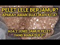 PELET IKAN KENA JAMUR PUTIH MALAH TOP👍 BUKTIKAN‼️