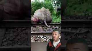 حادث اليم بين قطار و فيل 🤯 #Shorts