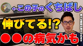 【質問コーナーインコ頬の羽の色が変わることはあるの？インコ「かしこ」が入っているペレットは大丈夫？インコレントゲンで精巣が多きと診断された…どのような治療をする方がいい？などに答えました！