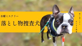 【ボストンテリア  ボステリ】青い瞳のネロ　落とし物捜査犬　2023.5.31