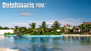 Swim with Dolphins in Riviera Maya at Dolphinaris