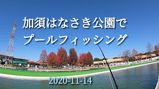 加須はなさき公園/夫婦でプールフライフィッシング/2020-11-14/flyfishing