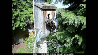 Blue Tits Attack Woodpecker