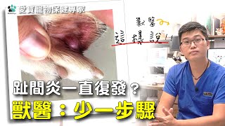 【獸醫這樣說】趾間炎一直復發？獸醫：少一步驟 │愛寶寵新知 AIPAWs X 保健知識家