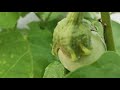 organic vegetable garden u0026 flowers in tamil வீட்டுத் தோட்டத்து காய்கறிகள் part 5 green india.