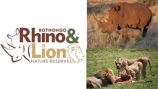 South Africa lo safari drive||Bothongo Rhino & Lion Nature Reserve||White lions||Rhino||Hippo||snake