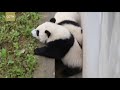 cute alert playful twin panda cubs chase each other