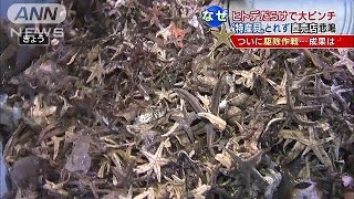 1000万匹のヒトデ発生・・・ヒラメや特産の貝に影響(14/11/28)