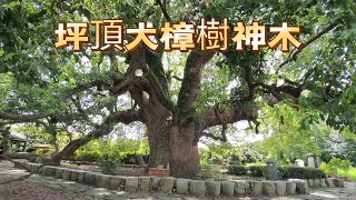 坪頂神木 雙樟亭 景觀眺望亭111.07.08