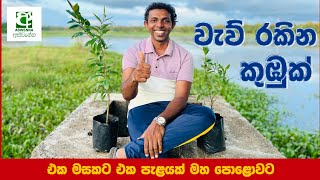 එක මසකට එක පැළයක් මහපොළවට - ලස්සන රටක් සුවපත් ජීවිතයක් 🌳🌴🌲🪴❤️ #cleansrilanka