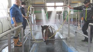 いー湯だな、馬ものんびり  函館競馬場でけが癒やす