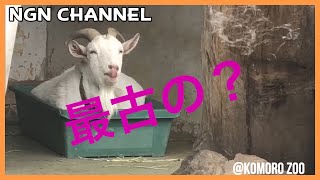 小諸市動物園編①