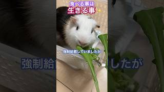 【負けるな】不正咬合の介護モルモット #guineapig #shorts