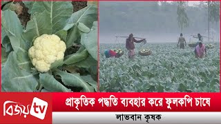 প্রাকৃতিক পদ্ধতি ব্যবহার করে ফুলকপি চাষে লাভবান কৃষক । Bijoy TV