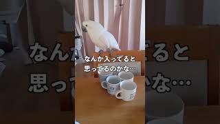 人が使うカップから水を飲みたいオウム#shorts