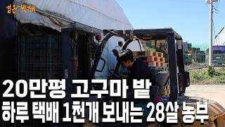 시골 농촌에서 아버지와 20만평 고구마 농사 짓는 28살 청년