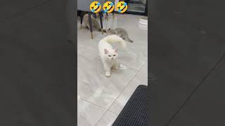 ସୁନ୍ଦର ବିଲେଇ ଯୋଗ କରୁଚି😂😂😂#shorts#youtubeshorts#cutecat#viral#youtubevideo