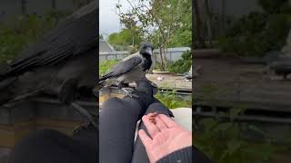 Feeding Kräri The Crow