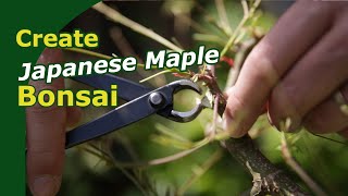 Japanese Maple Development | Defoliating, Wiring, Carving