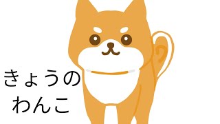 2024年  3月22日  きょうのわんこ