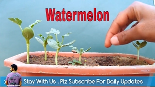 गमले में तरबूज कैसे लगाए / How to Grow watermelon In pot with Update / Mammal Bonsai गमले में तरबूज कैसे लगाए / How to Grow watermelon In pot with Update / Mammal Bonsai
