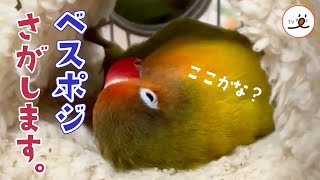 ボタンインコのベスポジさがし｜PECO