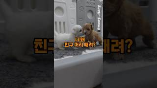 댕댕이가 친구 머리를 때리는 이유