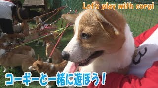 コーギーと一緒に遊ぼう２ Let's play with corgi.