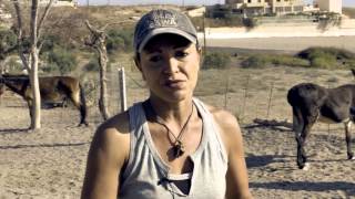 The Donkey Sanctuary - Welcome to Santorini