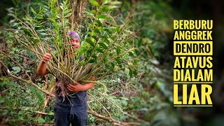 Berburu tanaman hias Anggrek Dendrobium Atavus dialam liar