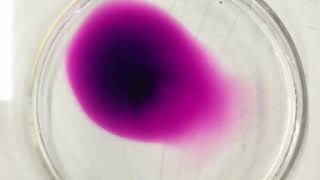 Lab Demo: Diffusion in Liquids 🧪🥽🥼