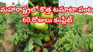 17 December 2023#New tomato Crop  in Maharashtra #Nasik New tomoto Crop # మహారాష్ట్రలో కొత్త పంట