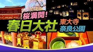 【奈良】桜満開！春日大社・東大寺・奈良公園｜JAPAN NARA Tourism