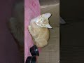 ghost realghost cat scarycat scary youtubecats catshorts catvideo ghostlaugh laughing cats