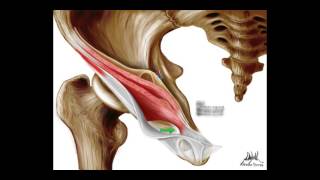 Conducto Inguinal