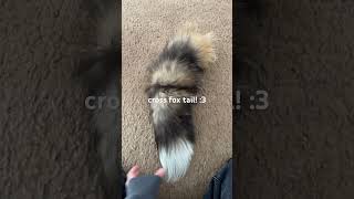 taxidermy unboxing! #taxidermy #furry #therian #tails #ethicallysourced #quadrobucs #comedy #funny