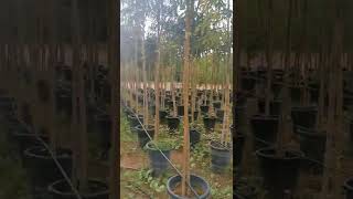 nanpoo Modern Nursery | Albizia Lebbeck Trees from 40 to 140 mm Caliper for landscape Projects GCC