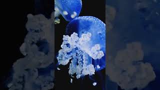 Blue Jellyfish || 𝘊𝘺𝘢𝘯𝘦𝘢 𝘭𝘢𝘮𝘢𝘳𝘤𝘬𝘪𝘪#shorts #animal #nature