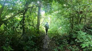 In the deep jungle along the way to Khnorng Kroper ដើរក្នុងព្រៃជ្រៅទៅកាន់ខ្នងក្រពើ