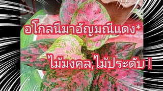 อโกลนีมาอัญมณีแดง#ไม้ฟอกอากาศ ไม้มงคล | ป้าแต้story