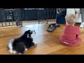 Puppy And Cat Chase Laser Toy Together! (So Funny!)