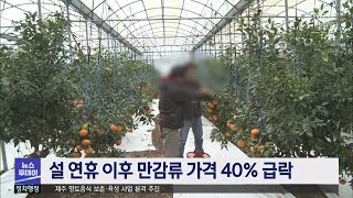 설 연휴 이후 만감류 가격 40% 급락