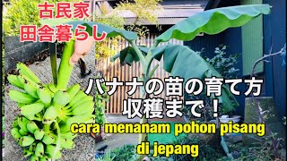 バナナの苗の育て方・バナナの木の育て方収穫まで・古民家暮らし・How to grow banana trees, how to plant bananas・pohon pisang di jepang