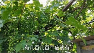 农村小伙在院里搭个葡萄架，每年结果几百串，但有个问题让人头疼