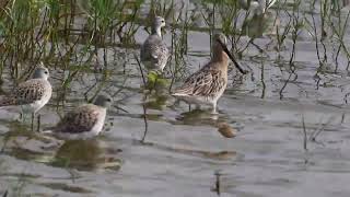 Asian Dowitcher, calling